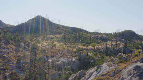 árboles-Quemados-En-Un-Paisaje-Verde