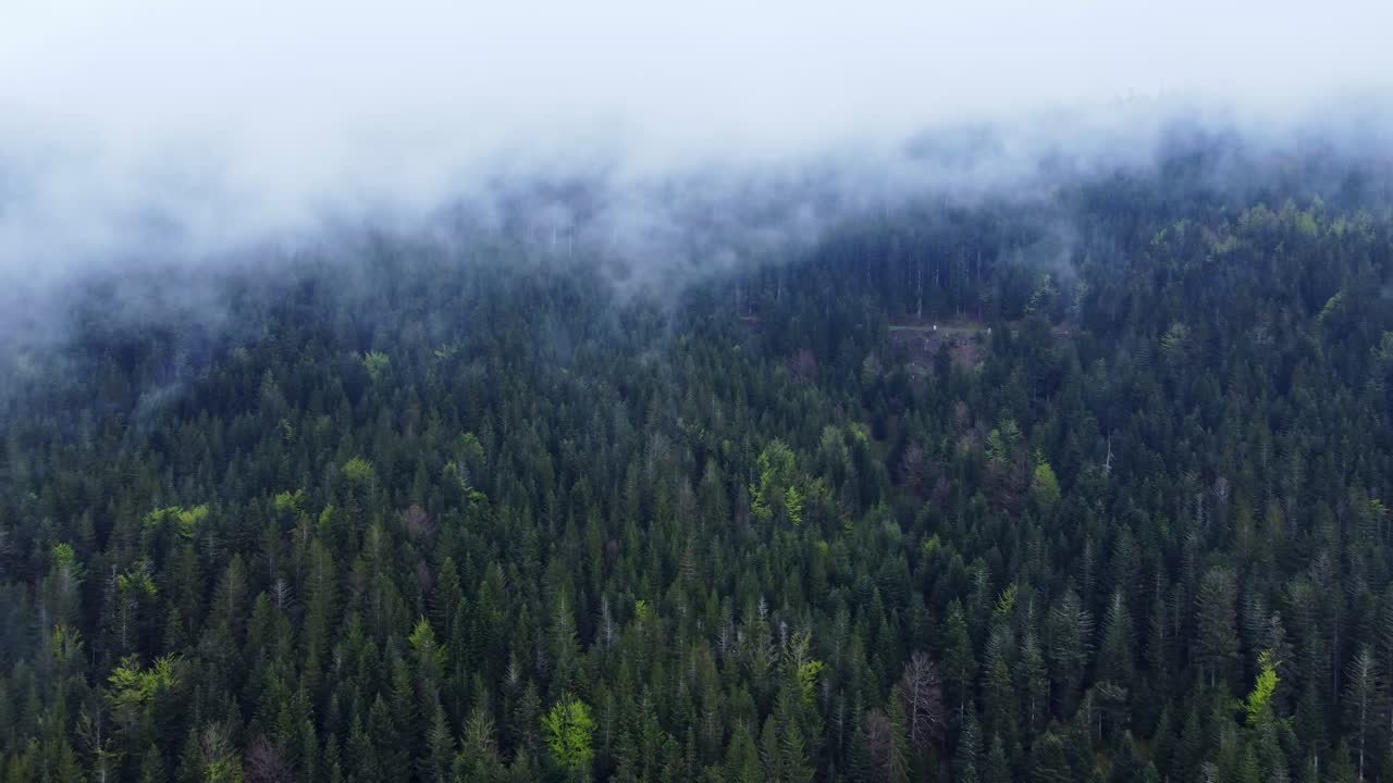 Vista aerea di una fitta foresta montana con le cime degli alberi coperte da nuvole cupe nei Vosgi, Francia 4K