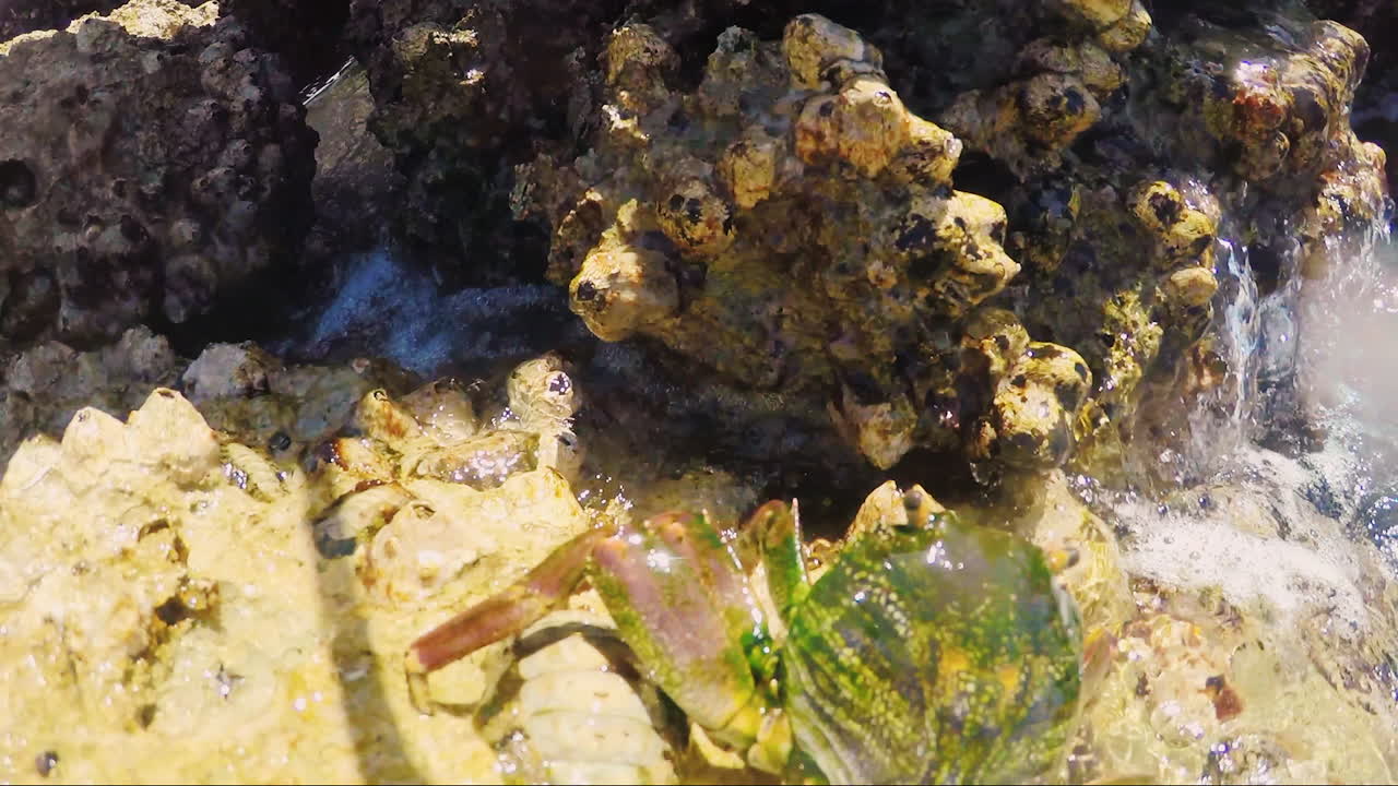 바다 게는 햇볕이 잘 드는 돌 위를 기어 다닙니다.