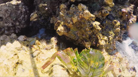 Cangrejo-De-Mar-Se-Arrastra-Sobre-Piedras-Iluminadas-Por-El-Sol