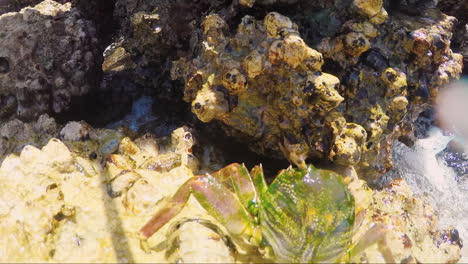 cangrejo de mar se arrastra sobre piedras iluminadas por el sol