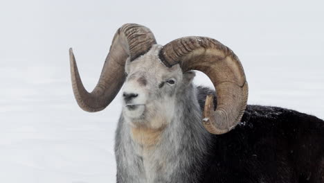 black thinhorn sheep chewing food. - closeup shot