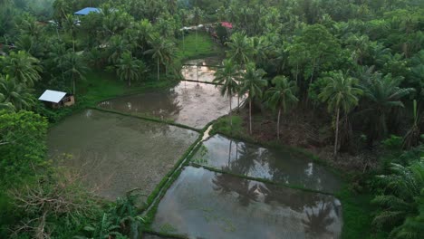 scenic view of rice fields in the middle of green tropic jungle, philippines