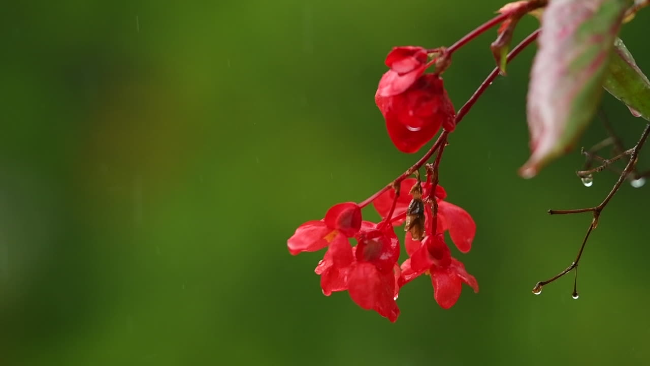 flor de impaciencia roja sobre fondo verde bajo la lluvia, flores de balcón rojo, fondo desenfocado, gotas de lluvia cayendo sobre pétalos y salpicaduras por todas partes
