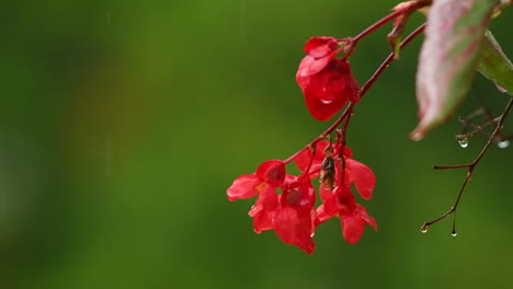 Rote-Impatiens-Blume-Auf-Grünem-Hintergrund-Im-Regen,-Rote-Balkonblumen,-Hintergrund-Unscharf,-Regentropfen-Fallen-Auf-Blütenblätter-Und-Spritzer-überall