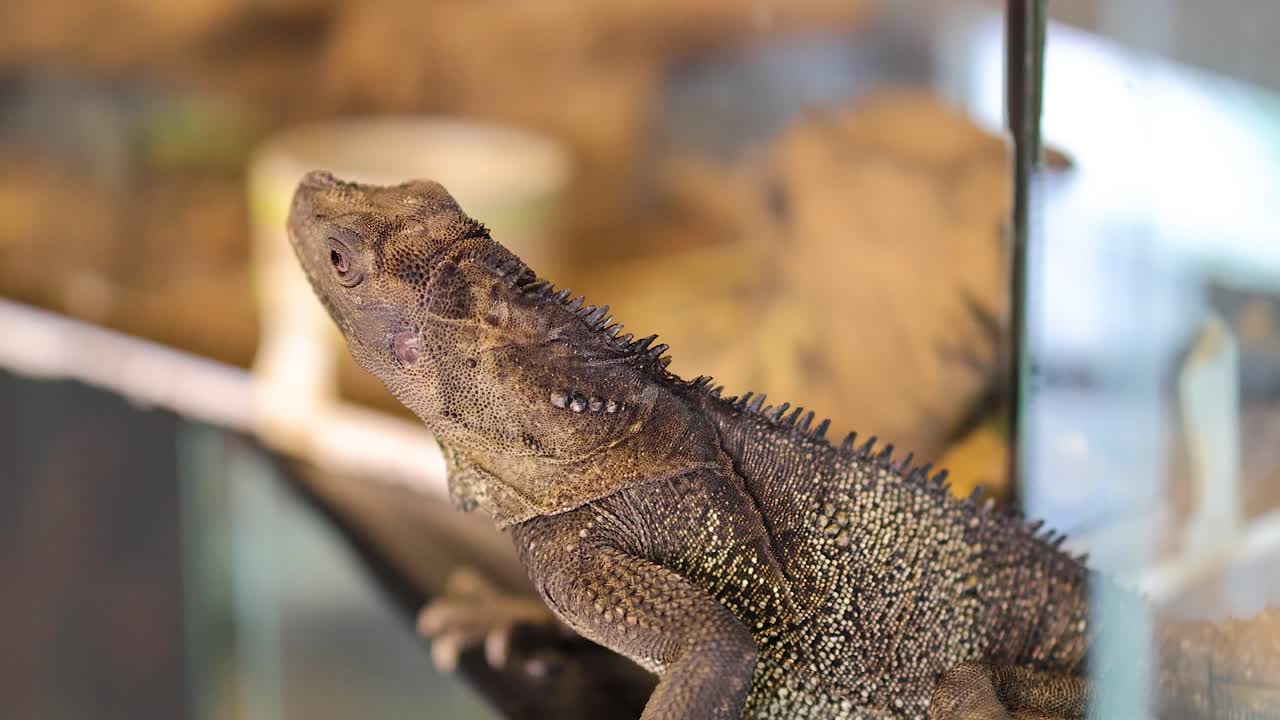 A Philippine sailfin lizard rests in a glass enclosure, surrounded by naturalistic decor and warm lighting