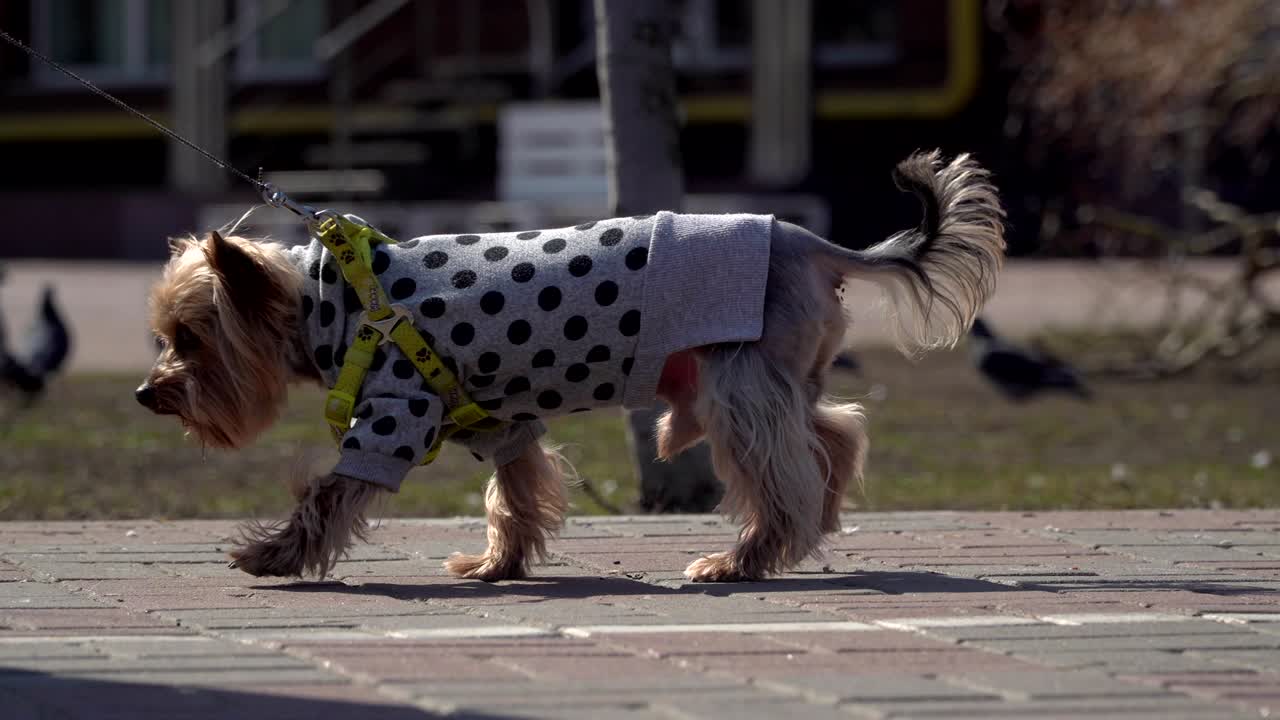 una mujer camina con un yorkshire terrier en la calle.