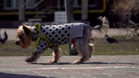 woman walks with yorkshire terrier on the street