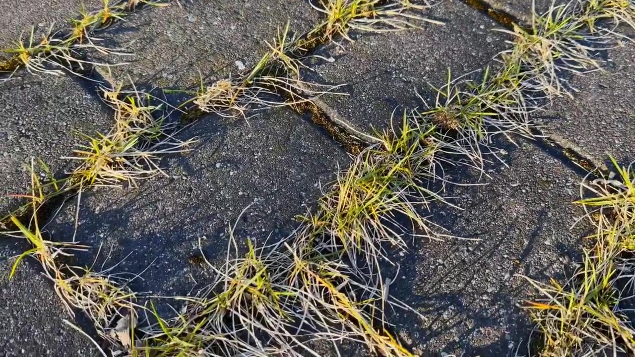 Ciuffi d'erba che crescono tra blocchi di pavimentazione quadrati sotto la calda luce del sole, mostrando una pavimentazione esterna usurata, erbacce urbane e crescita naturale su un sentiero pedonale.