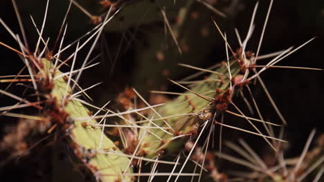 Moviéndose-Alrededor-De-Cactus-De-Cerca-En-El-Parque-Nacional-De-Zion