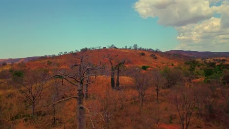 Tiro-Aéreo-De-Drones-Volando-Sobre-árboles-Muertos-Secos-Cerca-De-Un-Pequeño-Pueblo-En-La-Zona-Rural-De-Bahia,-Brasil