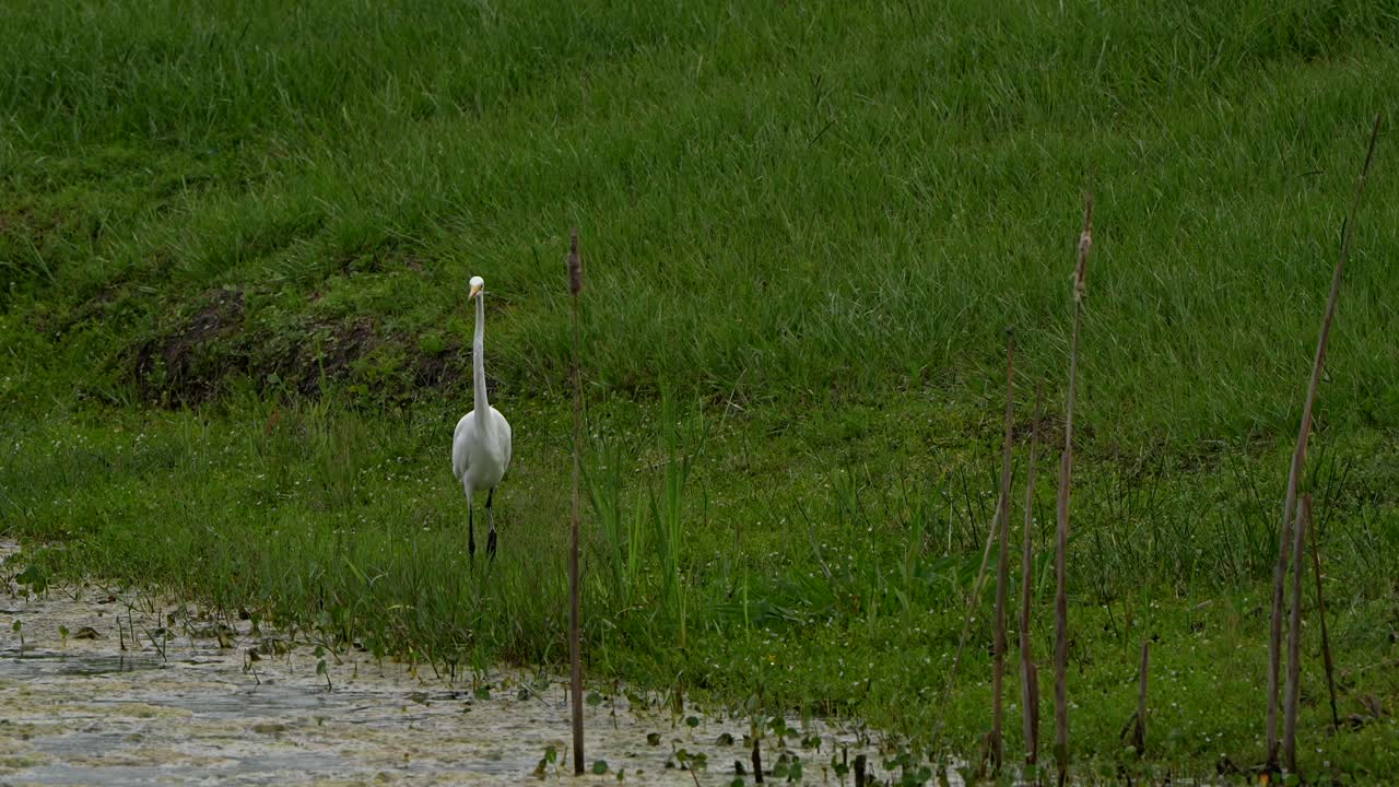 Great egret and ducks by a pond in the pouring rain