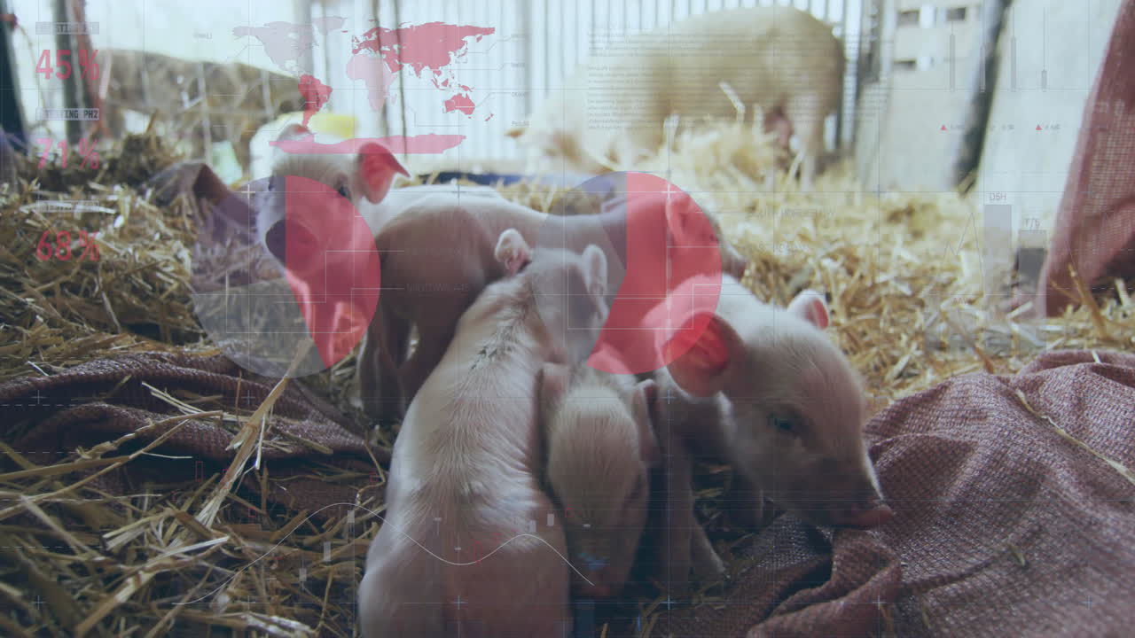 Light pink piglet cluster moving on straw bed inside barn pen, in flat design style