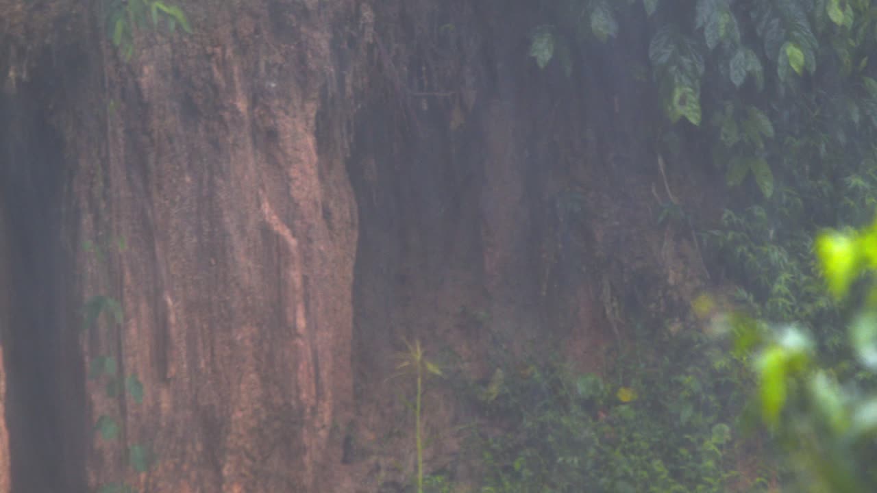 una fuerte lluvia cae sobre el denso follaje del amazonas, gotas de primer plano gotean sobre las hojas en vívidos detalles tropicales.