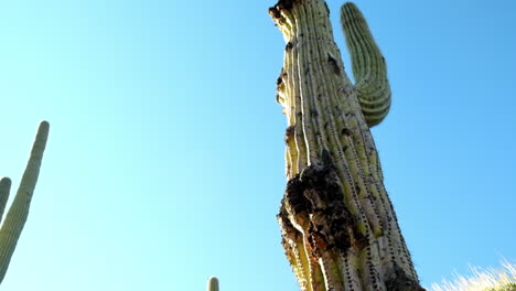 Prickly-cactus-tall-plants-in-the-desert-dry-wilderness-of-Arizona-landscape,-bright-in-the-day
