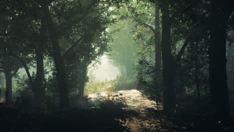 Misty-morning-in-the-woods