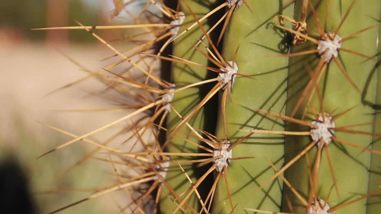 un primer plano de un cactus