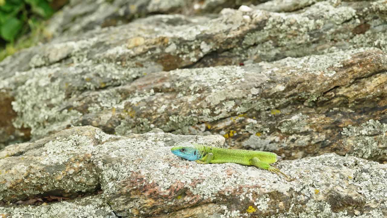 리 없는 생존자: 도마의 이야기