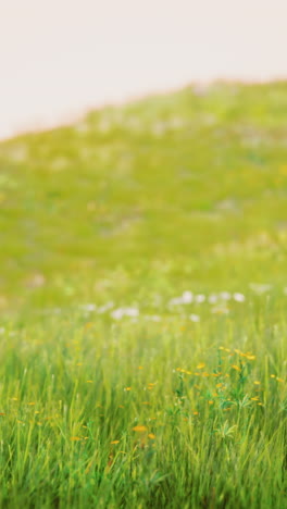 a close-up of a green grassy field