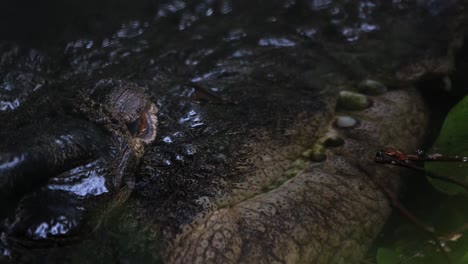 a closeup footage of this individual as the camera tilts up, estuarine crocodile or saltwater crocodile crocodylus porosus, philippines