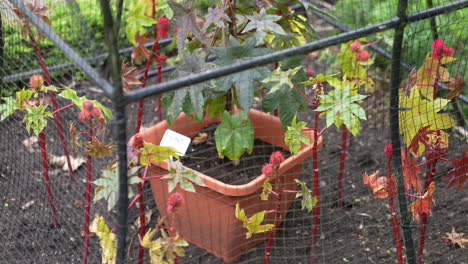 Ricinus-Pflanze-Hinter-Zaun-Im-Giftgarten,-Nahaufnahme