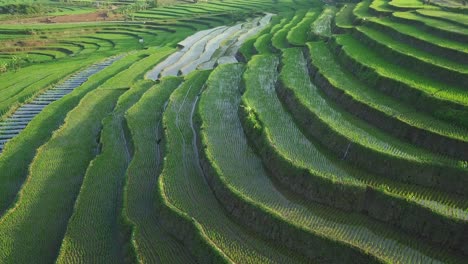 Toma-De-Drones-De-Un-Campo-De-Arroz-Montañoso-Inundado-De-Agua-Durante-El-Crecimiento-A-La-Luz-Del-Sol---Asia,-Indonesia