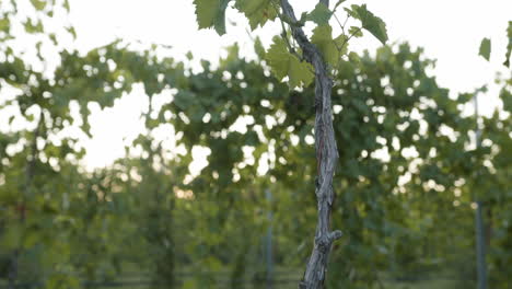 medium shot of grapevines in a vineyard with green grape clusters