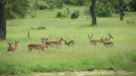 Estatica,-Manada-De-Impalas-De-Pie-Juntos-En-Un-Safari-Africano-Alto-Arbusto-De-Hierba-Verde,-Reserva-De-Juego-Sabi-Sands,-Sudáfrica