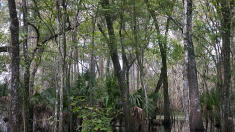 Panning-shot-of-trees-in-Lettuce-Lake-conservation-park-in-Florida-at-day