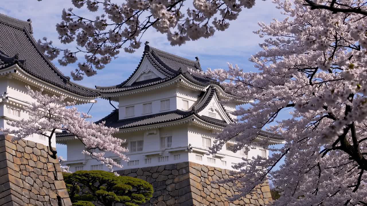Video captures a low-angle view of a traditional Japanese castle framed by cherry blossoms
