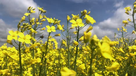 close up of yellow flower in spring against blue sky rapeseed blooming season