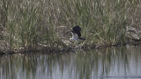 águila-Pescadora-Saliendo-Del-Agua-Con-Un-Pez-Capturado,-Cámara-Lenta