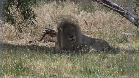 León-Del-Cabo-Macho-Descansando-En-La-Sabana-En-Una-Reserva-De-Leones-En-Ciudad-Del-Cabo,-Sudáfrica