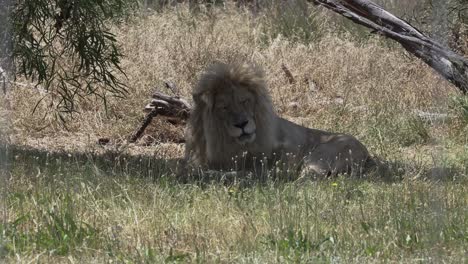 male cape lion resting on savannah in a lion reserve in cape town, south africa