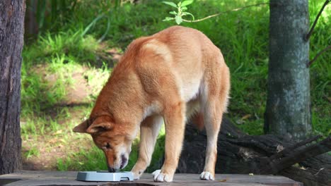 A-dingo,-canis-familiaris-eating-from-the-bowl-in-the-enclosure,-close-up-shot-of-Australian-native-canine-species