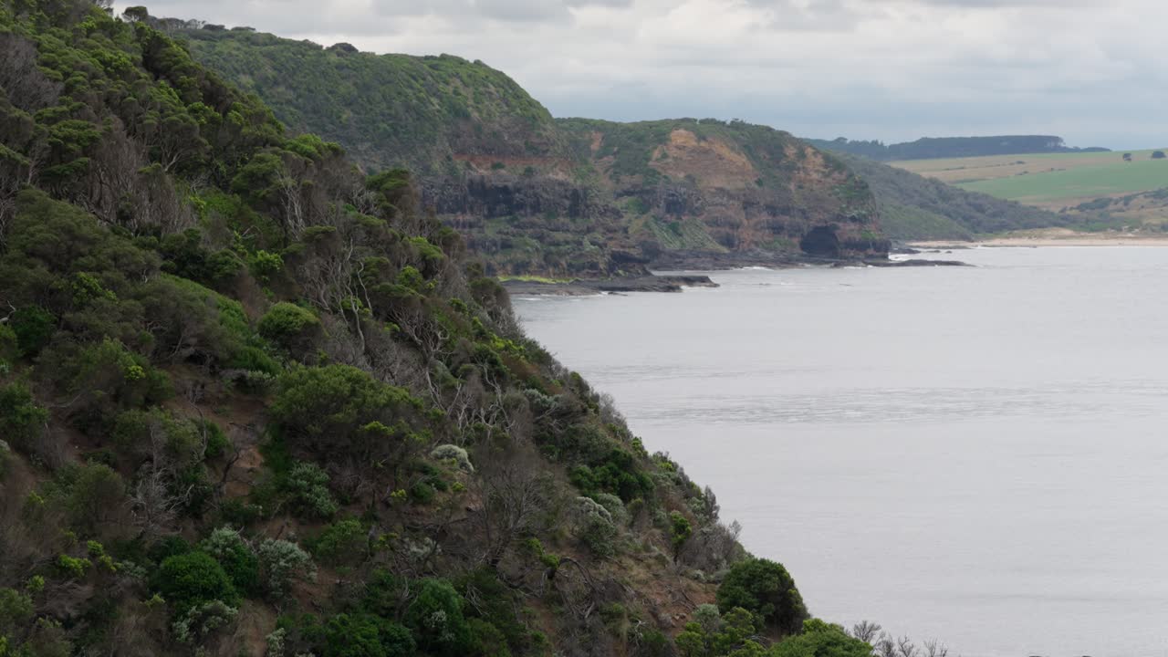 Majestic trees perched on coastal cliffs overlook the ocean, creating a stunning contrast between rugged terrain and serene waters.