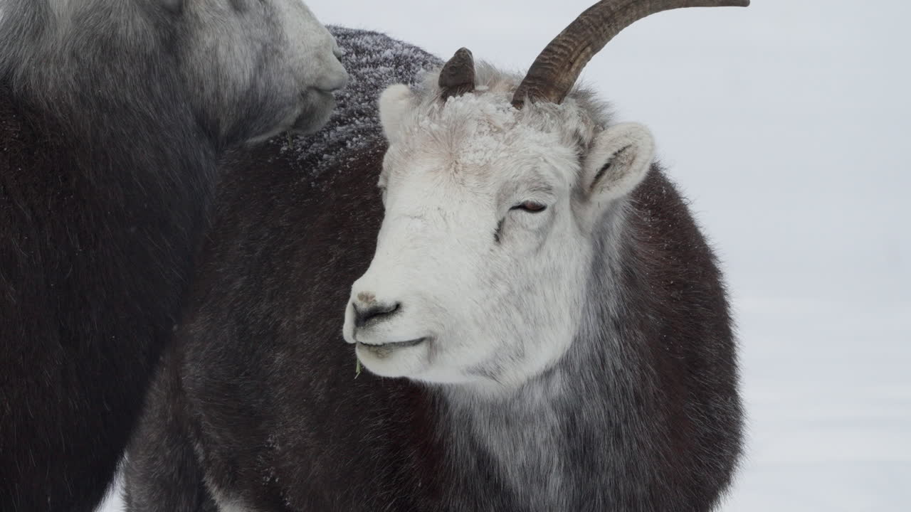 캐나다 유콘 주 화이트호스 의 눈 인 풍경 에 있는 가늘은 의 양 들 의 근접 사진