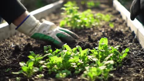 gardening: cultivating fresh vegetables and herbs with healthy soil and nurturing hands in a vibrant raised bed garden environment