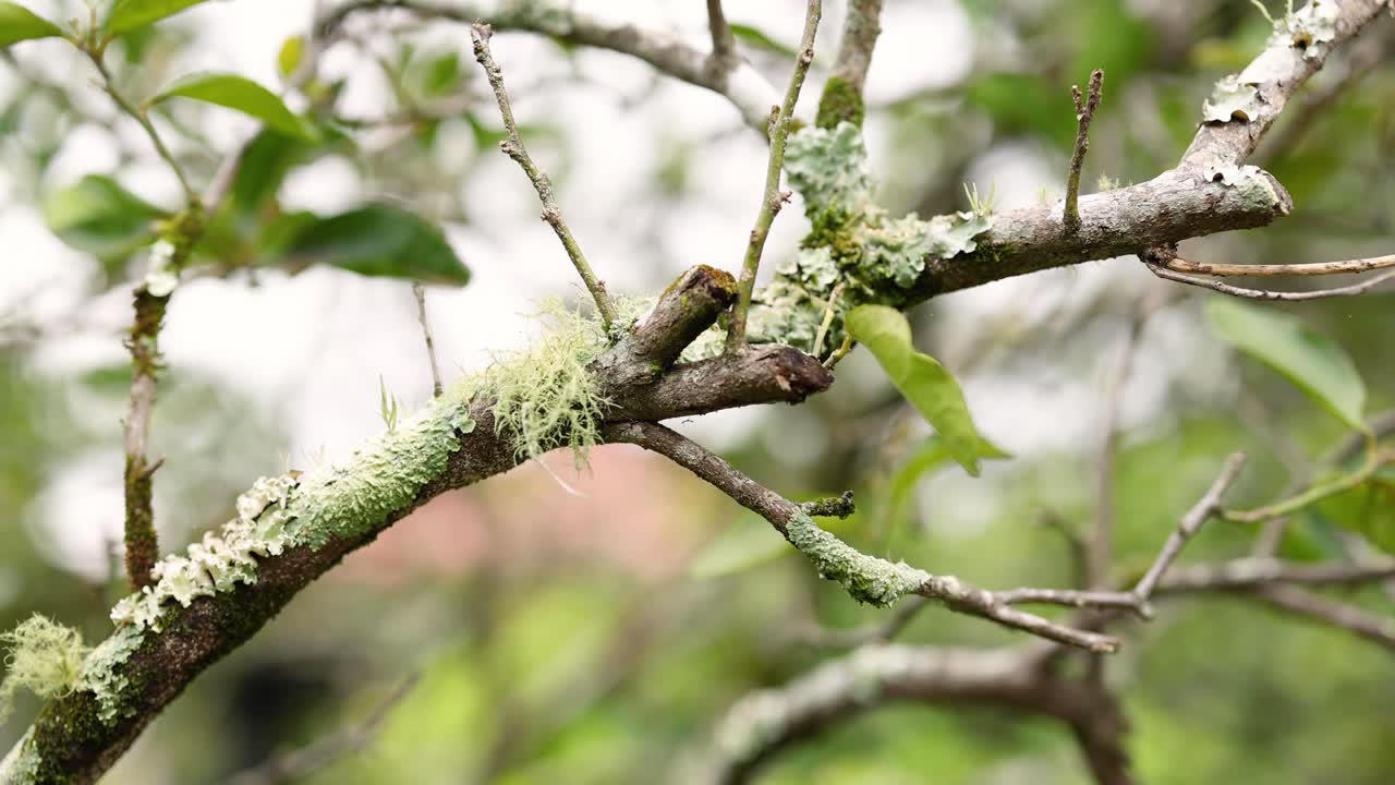 Close-up of flowering tree branch swaying