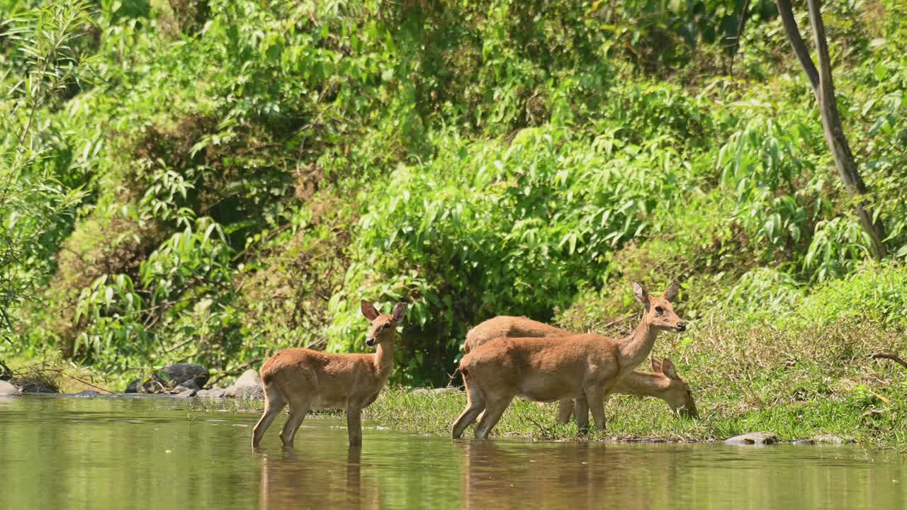 tres ciervos femeninos que se mueven a la orilla del arroyo mientras dos pastan y el otro mira a su alrededor, panolia eldii, santuario de vida silvestre huai kha kaeng, tailandia