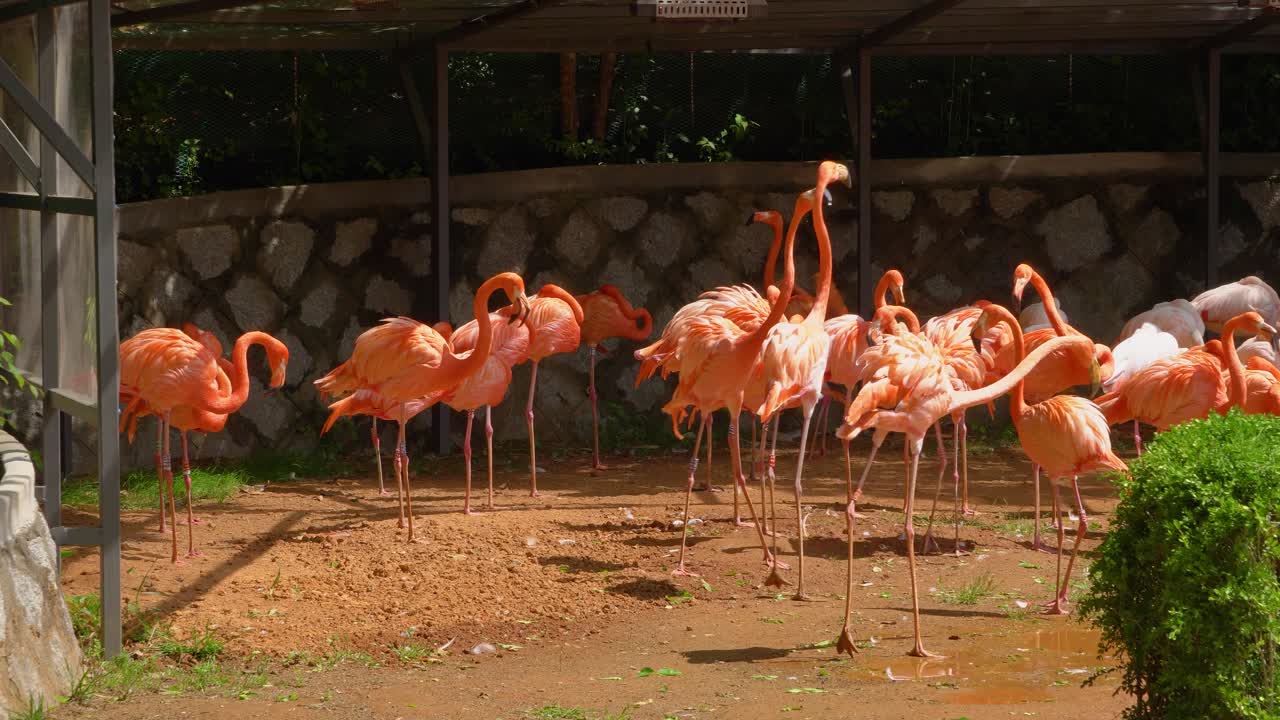 grupo de flamencos de pie en el zoológico con dos pájaros peleando, día soleado