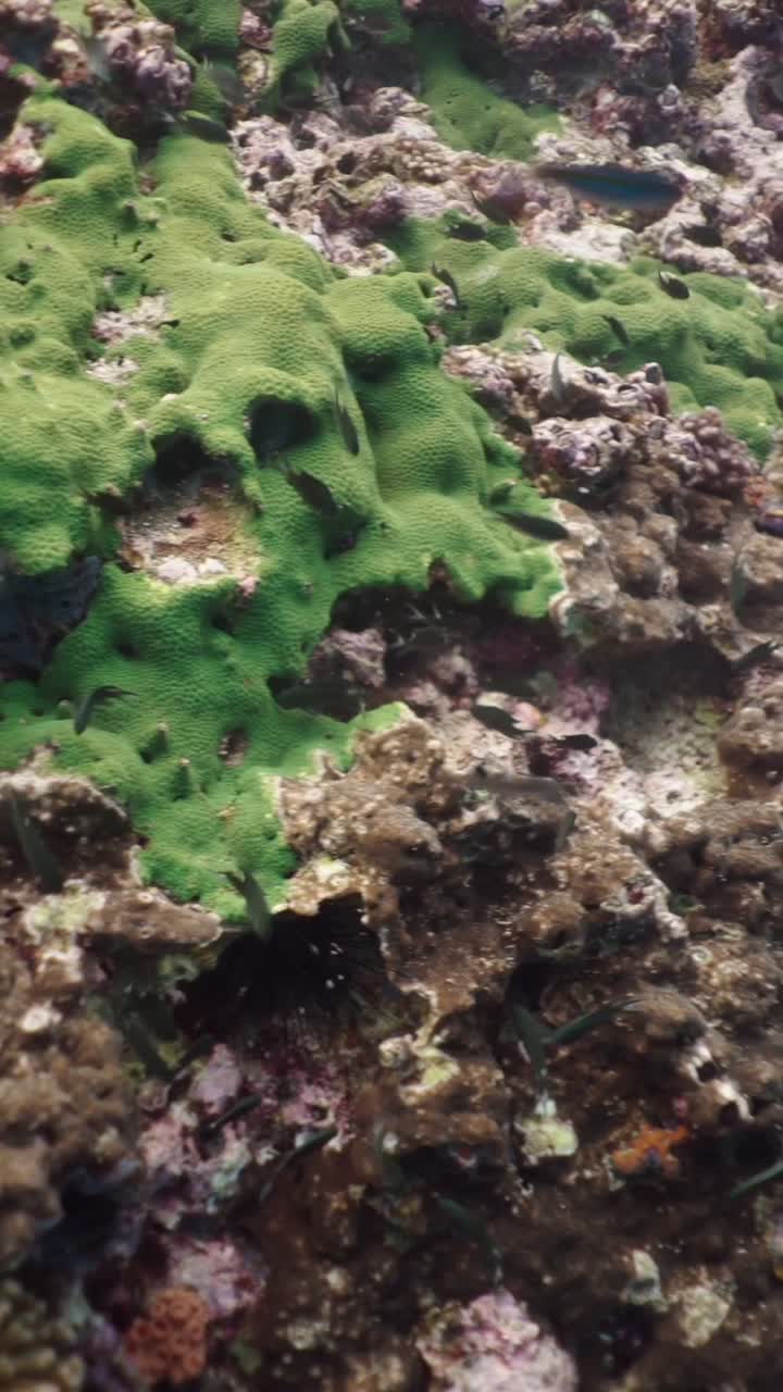Scena subacquea di barriera corallina e pesci