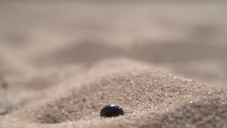 black beetle walking on desert