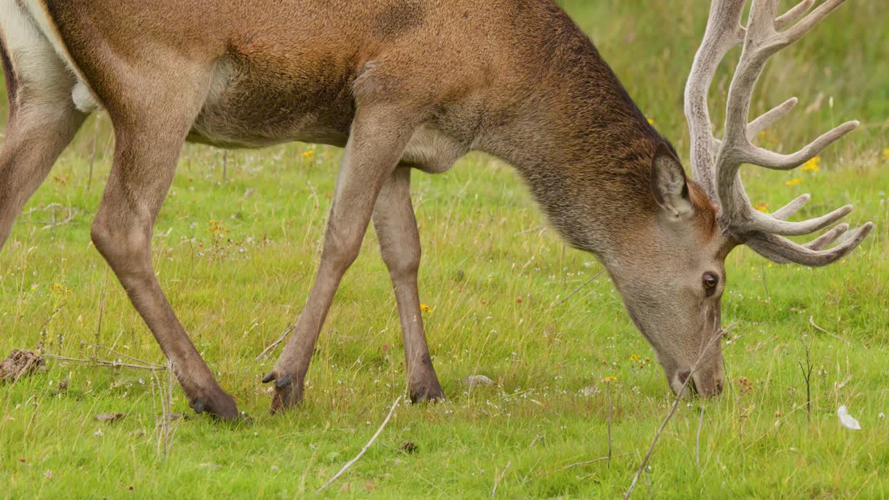 Large red deer stag with antlers grazes on lush green moorland in natural daylight