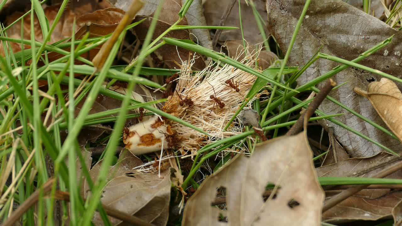 화창한 날 잔디 바닥에서 일하는 개미 팀