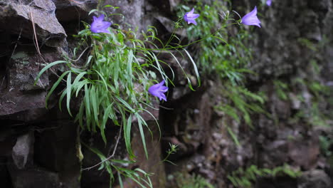 beautiful purple flowers growing on cliff face