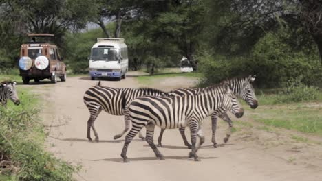 grupo de rebaños de cebras cruzando el camino de tierra de arena en un parque de vida silvestre safari turista observando en jeeps y vehículos todoterreno y autobuses mirando la aventura de los animales