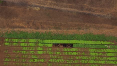 Tierra-Seca-Y-árida-Junto-A-Exuberantes-Campos-De-Cultivo-Verdes-Después-De-Un-Riego-Exitoso