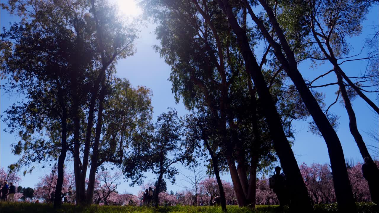 Personas disfrutando de un día soleado de primavera en un parque con árboles en flor