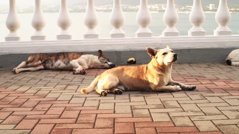 dogs resting on a balcony overlooking the sea